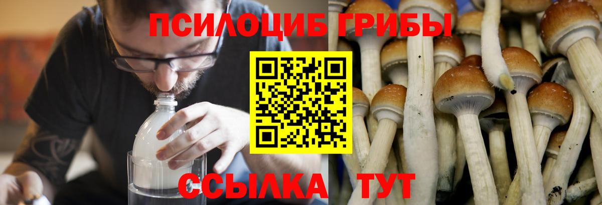 как найти   Галлюциногенные грибы Psilocybine cubensis  Галлюциногенные грибы Psilocybe  Вход с VPN  Советск 